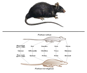 Dératisation du rat noir