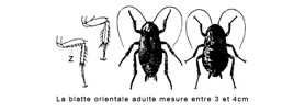 Désinsectisation des blattes orientales