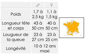 Cycle de la fouine Alsace Lorraine