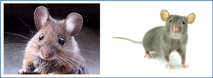 Des chercheurs prolongent l'espérance de vie des souris