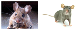 Dératisation de la souris