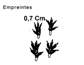 Empreintes de mulot Alsace Lorraine