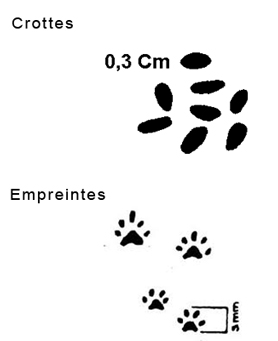 Empreintes de souris Alsace Lorraine