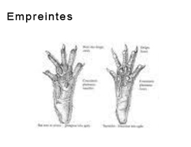 Empreintes de surmulot Alsace Lorraine