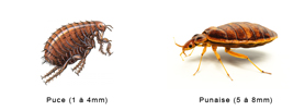 Désinsectisation des puces et punaises