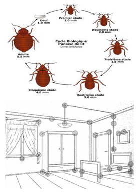 Puces et punaiss de lit Alsace Lorraine