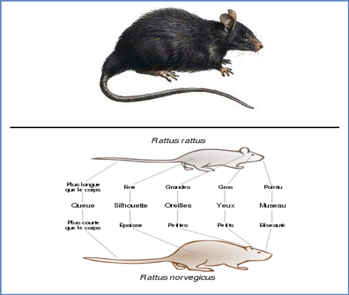 Résumé d'une étude sur les différentes méthodes létales et la souffrance  des rats - PAZ